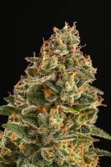 Mack & Crack Auto - картинка 4