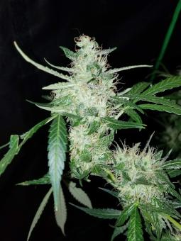 Auto Fresh Candy - картинка 1