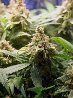 Super Lemon Haze Auto - картинка 4