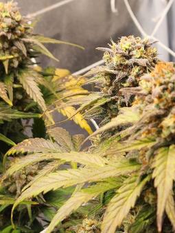 Northern Lights Auto - картинка 3