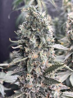 Chem Beyond Diesel® C.B.D. - картинка 4