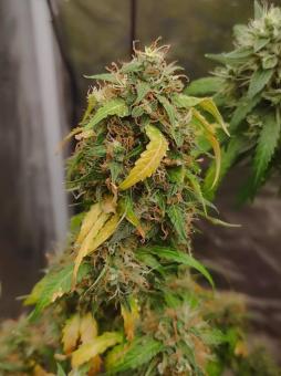 King's Kush - картинка 1