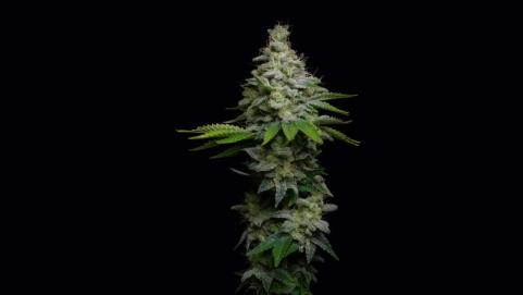 Fruit Cake - картинка 6