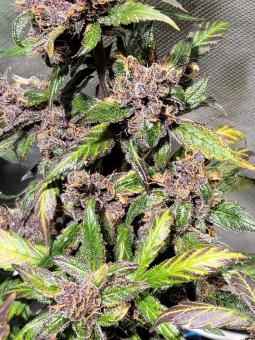 Devil Cream Auto - картинка 1