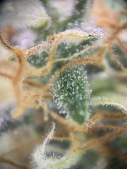 Big Bud Auto - картинка 3