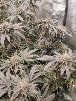 Super Lemon Haze x RS11 - картинка 1