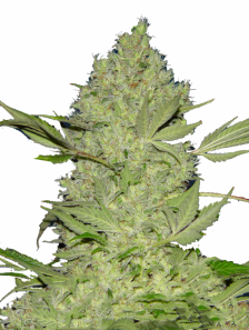 Chronic Fast F1 BX Regular