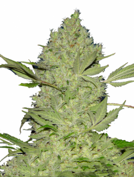 Chronic Fast F1 BX Regular