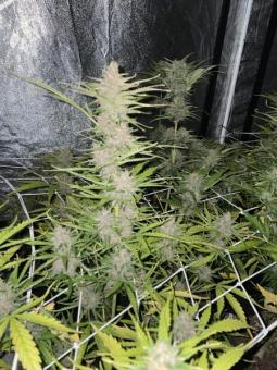 Northern Lights Auto - картинка 3