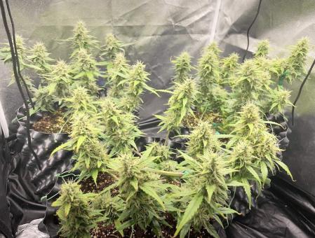 G14 Auto - картинка 3