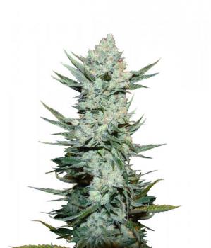 Tangie Auto fem