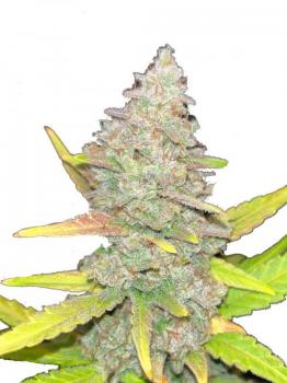 Purple Punch Auto