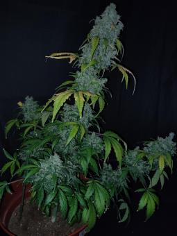 CBD Auto 20:1 - картинка 3