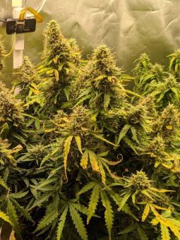 Critical genetics fem - картинка 3