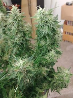 Auto Super Hash - картинка 4
