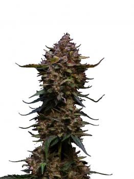 Auto Total Cheese