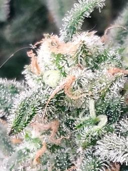 Trainwreck Auto - картинка 5