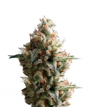 Auto Super OG Kush
