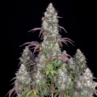 Lemon Pie Auto - картинка 7
