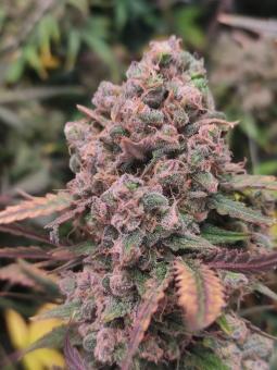 Pineapple Express Auto - картинка 2