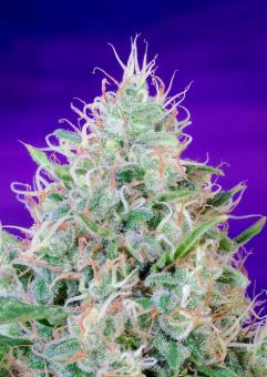 Green Poison - картинка 4