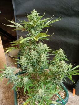 Auto White Widow CBD - картинка 3