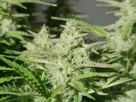 Girl Scout Cookies Auto - картинка 3