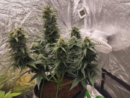 Lemon Cherry Cookies Auto - картинка 5