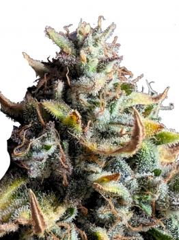 Og Double Kush