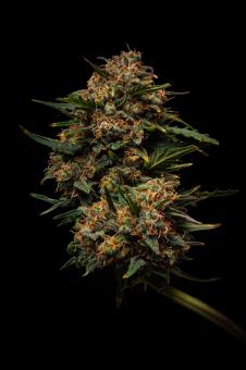 Terp & Tonic Auto - картинка 2