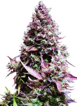 Cream Caramel Auto