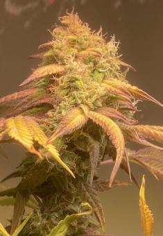 Black Rainbow - картинка 5