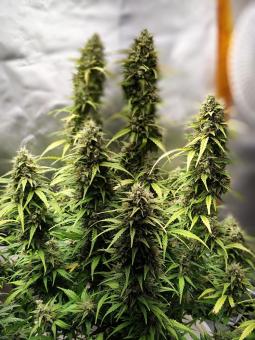 Jack Herer - картинка 3