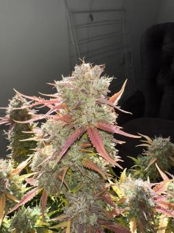 Stardawg Auto - картинка 3