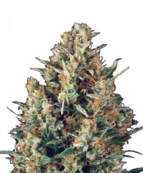 Auto Fresh Candy