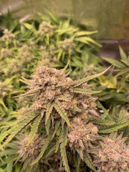 Six Shooter Auto - картинка 2