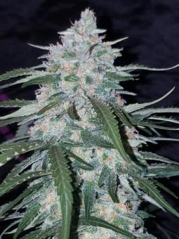 Pineapple Express Auto - картинка 2