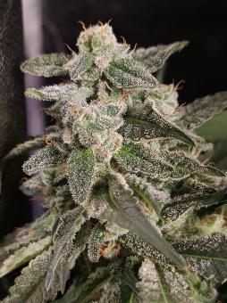 Strawberry Cola Sherbet F1 Fast Version - картинка 4