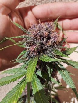 Dark Lemonade Auto - картинка 2