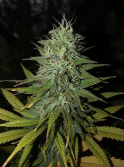 Black Jack - картинка 2