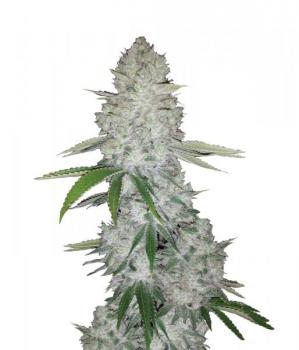 Gorilla Auto (Gorilla Glue Auto)