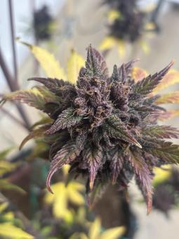 Tropicana Cookies Auto - картинка 4