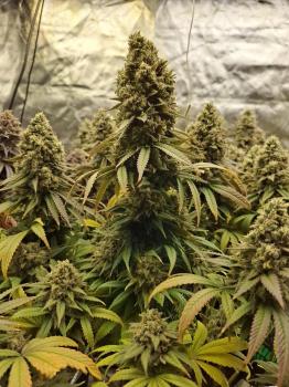 Gelato