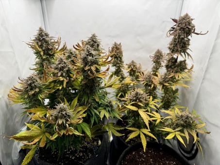 Mimosa Bruce Banner XL Auto - картинка 2