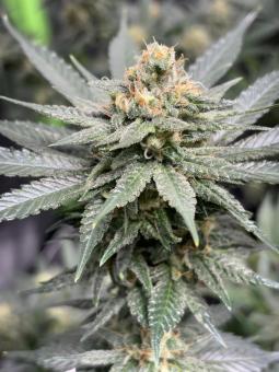 Exodus Cheese - картинка 1