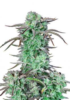Strawberry Banana Auto fem