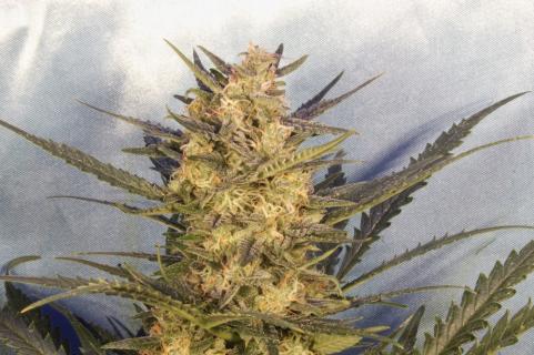 Green Poison Auto - картинка 4