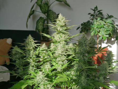 Girl Scout Cookies Auto - картинка 4