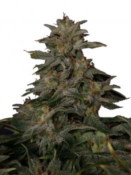 Lowryder Auto