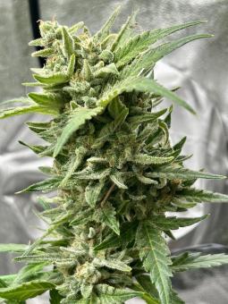 Pound Cake Auto - картинка 2
